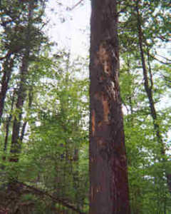 naturalimpact02