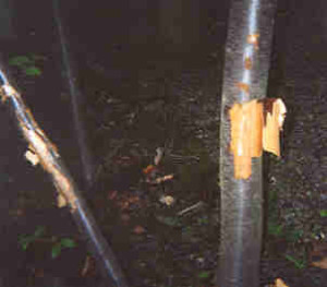 naturalimpact03